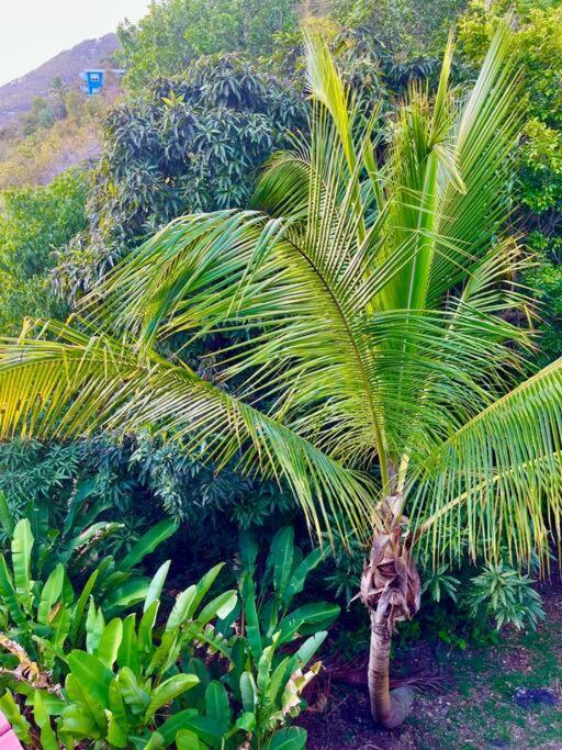 Mid-Century: Caribbean Style Apartment Contant  Ngoại thất bức ảnh